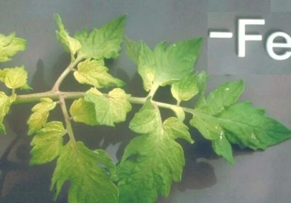 Нехватка железа у растений