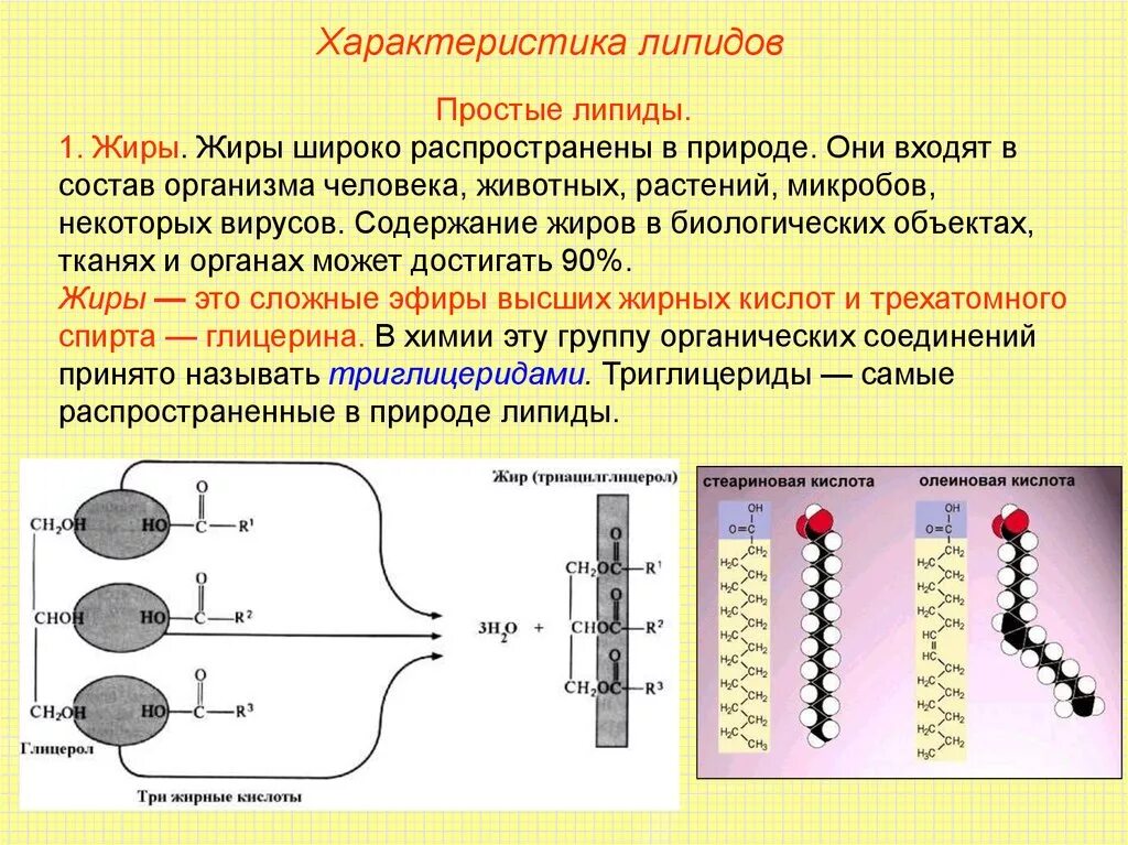 Строение жиров и фосфолипидов. Липиды строение строение. Липиды структура жиров. Функции липидов(жиров) биология.