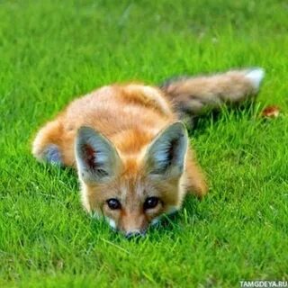 Real fox