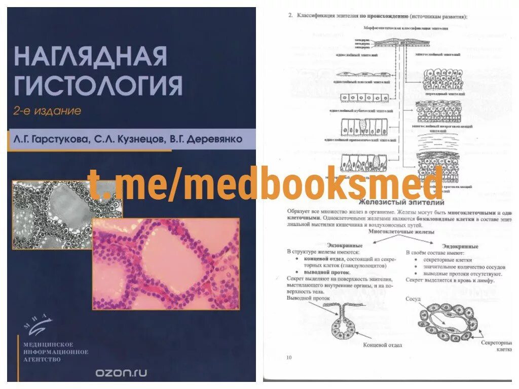 Наглядная гистология гарстукова. Наглядная гистология гарстукова