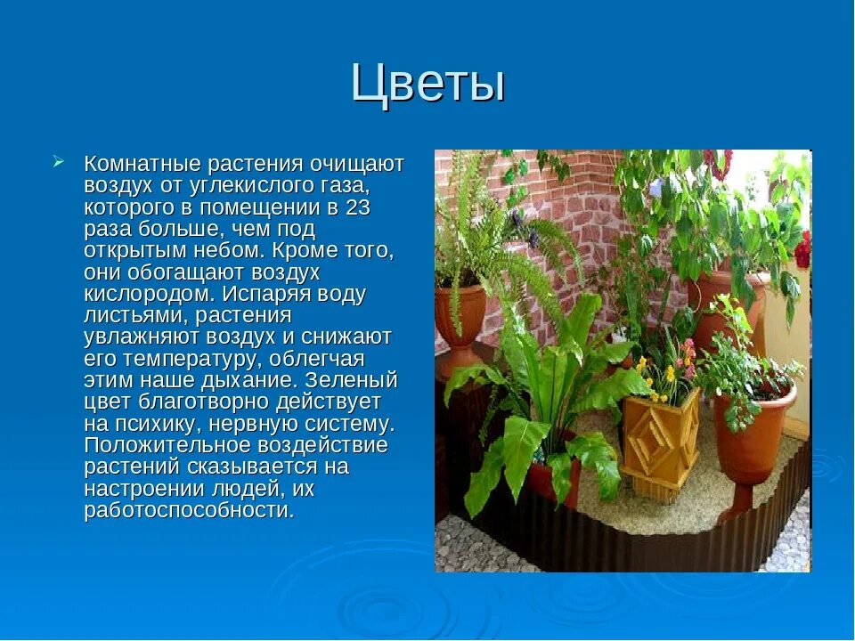 Проект на тему комнатные цветы. Комнатные растения презентация. Домашние цветызентация. Проект домашние растения.