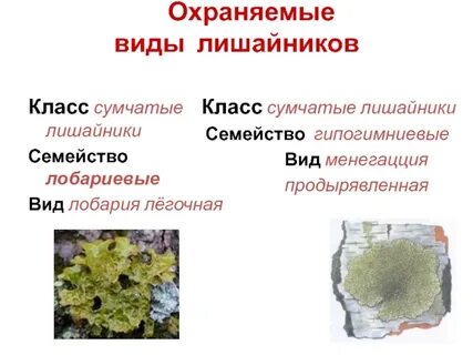 Какую среду обитания освоил лишайник впр