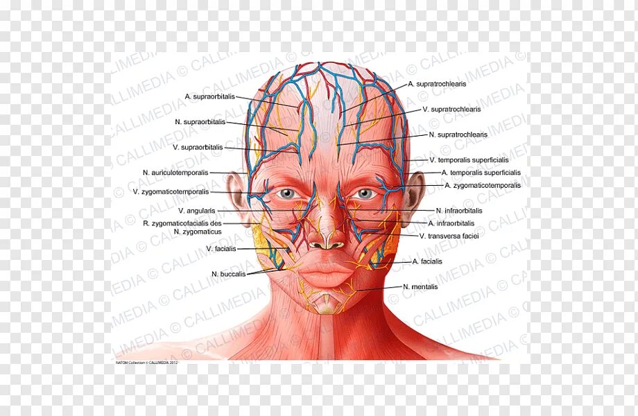 Артерии и вены лица анатомия. Расположение сосудов на лице. Расположение артерий на лице. Расположение артерий на лбу.