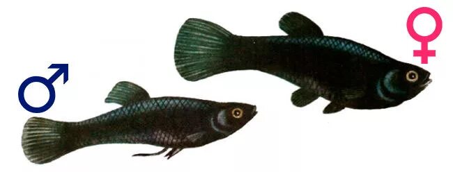 Как отличить самца моллинезия. Рыбки Моллинезия черная самка и самец. Моллинезия черная самец. Моллинезия чёрная самец и самка. Моллинезия рыба самка и самец.