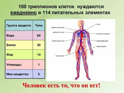 Сколько клеток у человека в организме