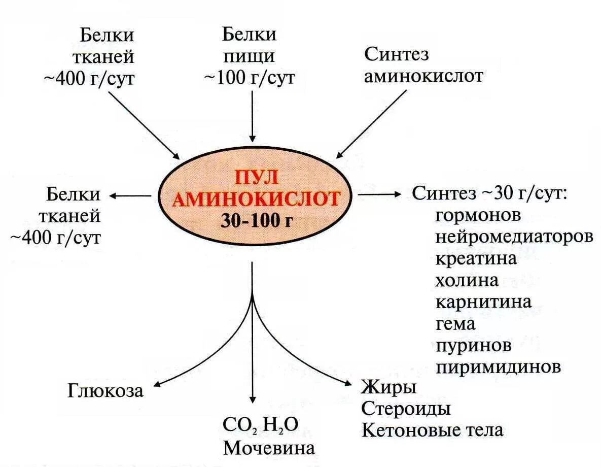 Образование пула свободных аминокислот. Свободный пул аминокислот в организме. Аминокислотный пул в живой клетке. Распад белка в организме