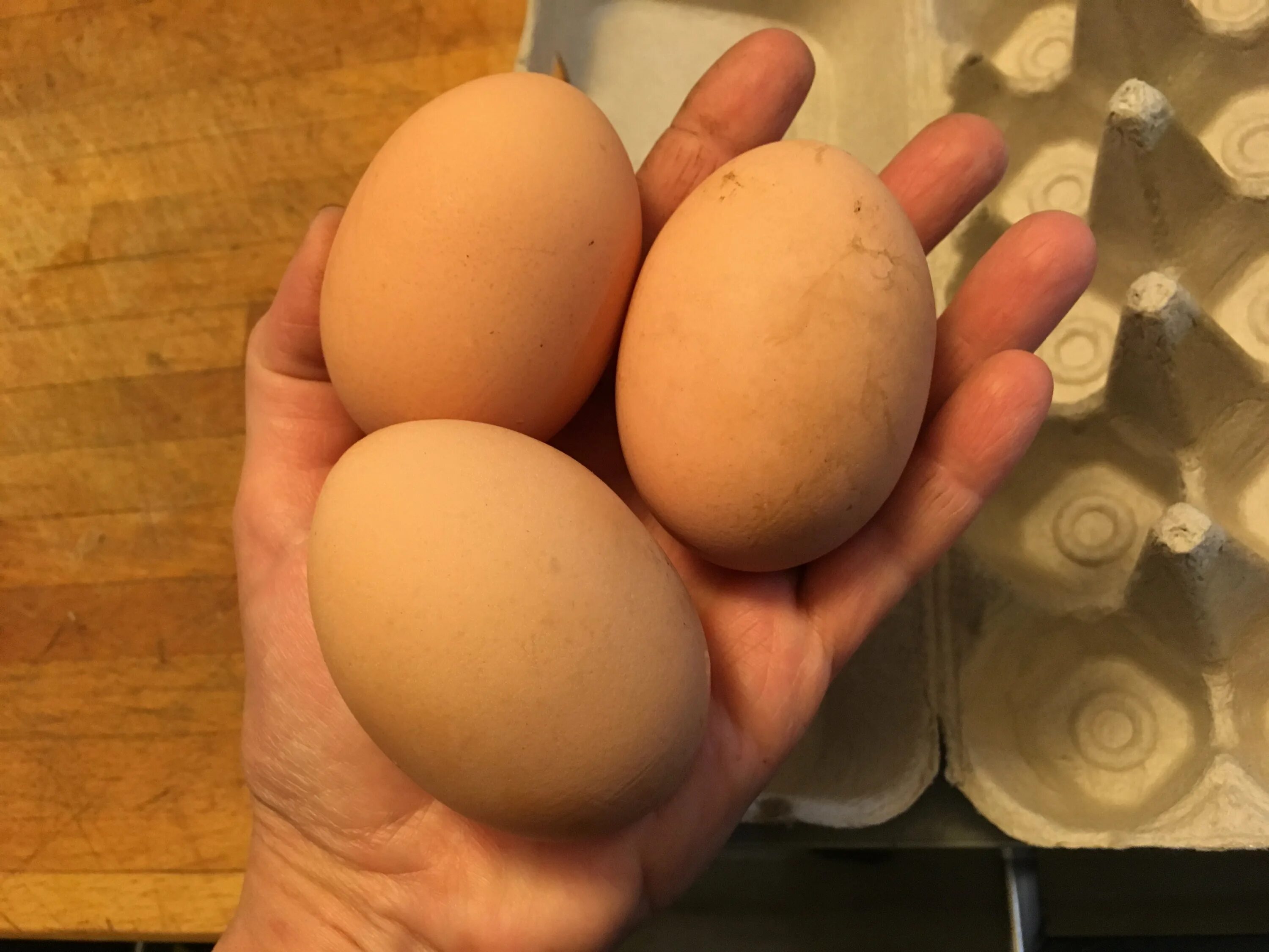 Купить яйца джерсийских гигантов. Джерсийский гигант яйцо. Джерсийский гигант куры. Куры Джерсийский гигант яйца. Курица Джерсийский гигант яйца.
