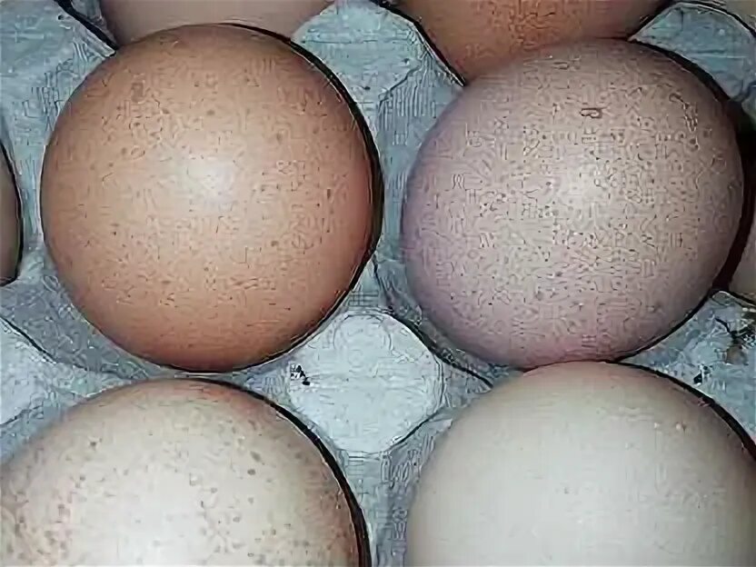Инкубационное яйцо Билефельдер окрас вес. Куры Билефельдер яйцо. Цвет яйца Билефельдер. Билефельдер порода кур цвет яиц. Купить яйцо билефельдеров