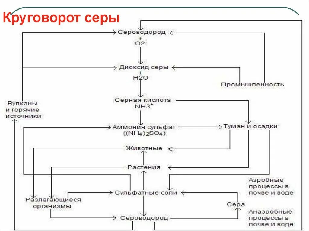 Круговорот серы в природе впр. Круговорот серы в природе схема. Круговорот серы в природе 11 класс. Круговорот серы в природе схема 11 класс. Круговорот сера в природе схема.