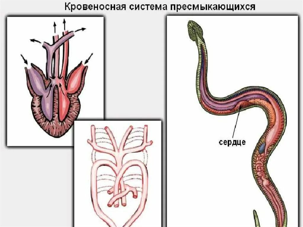 Кровеносная система змеи. Кровеносная система змеи схема. Строение сердца рептилий. Строение сердца пресмыкающихся.