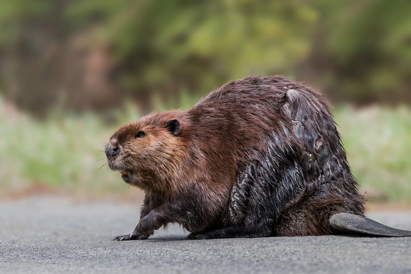 бобр бобриха и бобрята. бобр (castor fiber linnaeus, 1758). бобр заповедник азас. речной бобр. животные подмосковья.