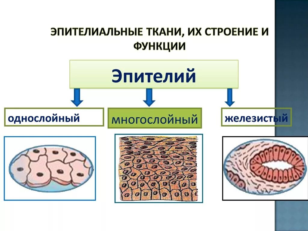 Строение эпителиальной ткани. Эпителиальная ткань строение и функции анатомия. Строение покровной эпителиальной ткани. Строение эпителиальной ткани человека рисунок. Клетки эпителиальной ткани виды