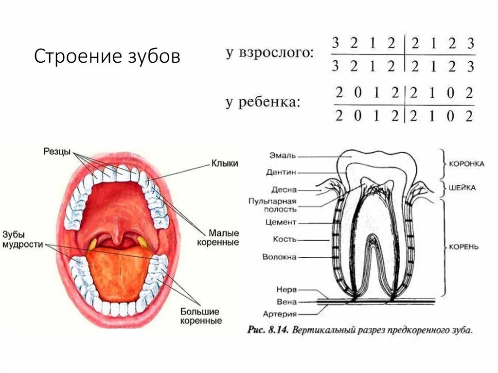 Строение зуба человека формула. Строение зуба человека схема анатомия. Строение зубов зубная формула анатомия. Схема строения коренного зуба. Пищеварительная система полости рта