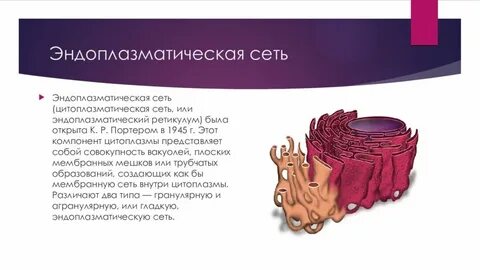 Эндоплазматическая сеть понятие