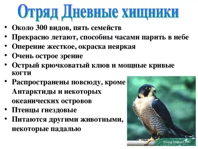 Для представителей класса птицы характерно. Отряды птиц таблица 7 класс биология дневные Хищные Совы куриные. Отряд дневные Хищные птицы. Дневные Хищные птицы характеристика. Класс птицы общая характеристика.