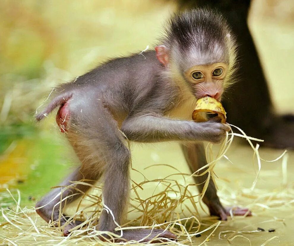 Две обезьяны. Бонобо канзи. Каких обезьян едят. Обезьяна ест фрукты. Обезьяна электрик.