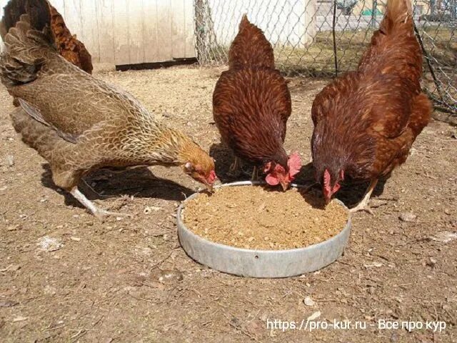 Курица клюет яйца. Курица с яйцами. Почему курица ест курицу. Куры расклевывают друг друга. Курица несушка.