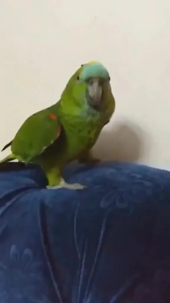 песня про попугая детская. песенка львёнка и черепахи текст. песенки для попугаев. стихотворение про попугая. стих про попугая.