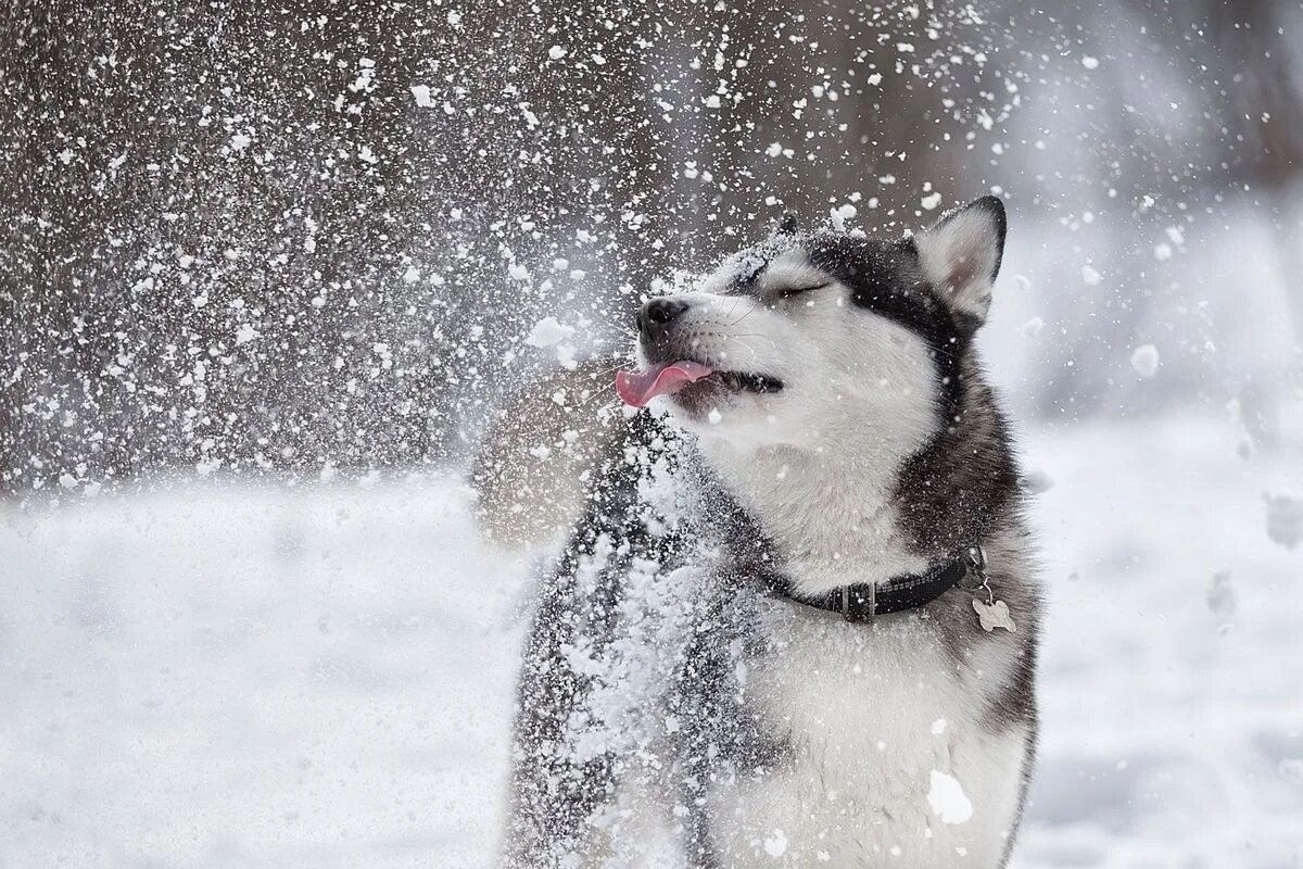 Собака снежок. Собака в снегу. Собака радуется снегу. Хаски зимой. Хаски в снегу.