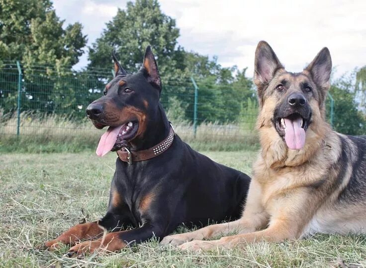 doberman y pastor aleman Big dogs, Doberman, Dogs