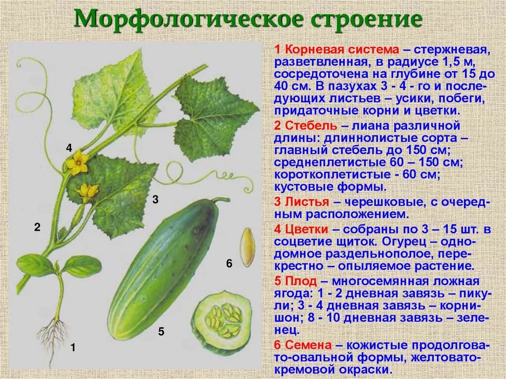 Огурцы каким конце. Корневая система огурца глубина. Корень огурца размер. Строение плода огурца. Огурец Грибовчанка f1.