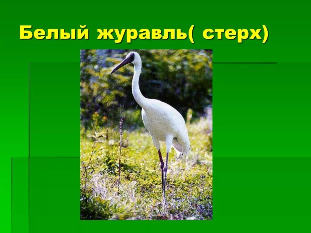Белый журавль 2 класс окружающий мир