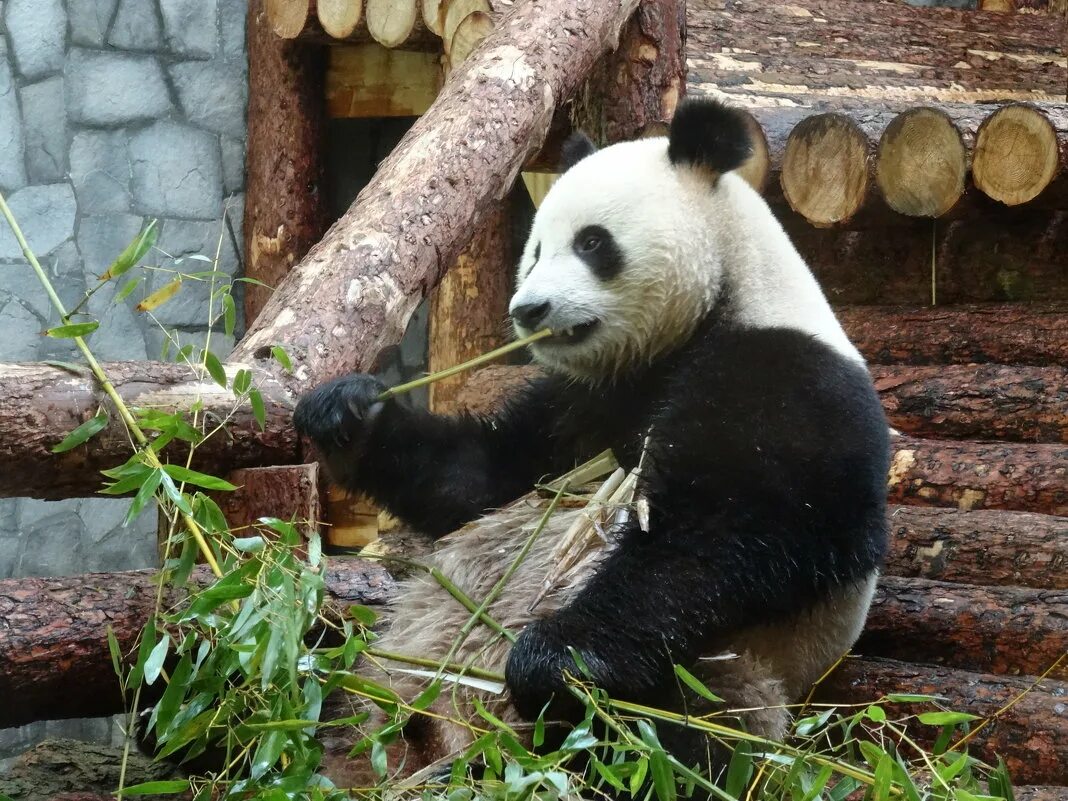Зоопарк шёнбрунн панды. Московский зоопарк животные Панда. Панда в Московском зоопарке. Московский зоопарк Москва Панда. Панда живет в зоопарке