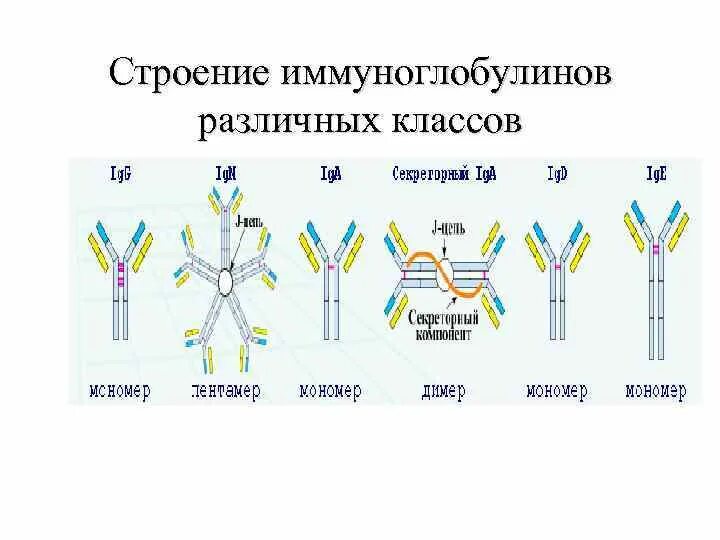 Строение молекул иммуноглобулинов различных классов. Классы иммуноглобулинов схема. Классы и строение антител. Схема молекулы иммуноглобулина g микробиология.