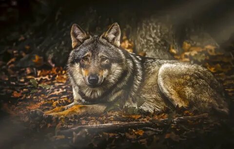 Wolf gallery