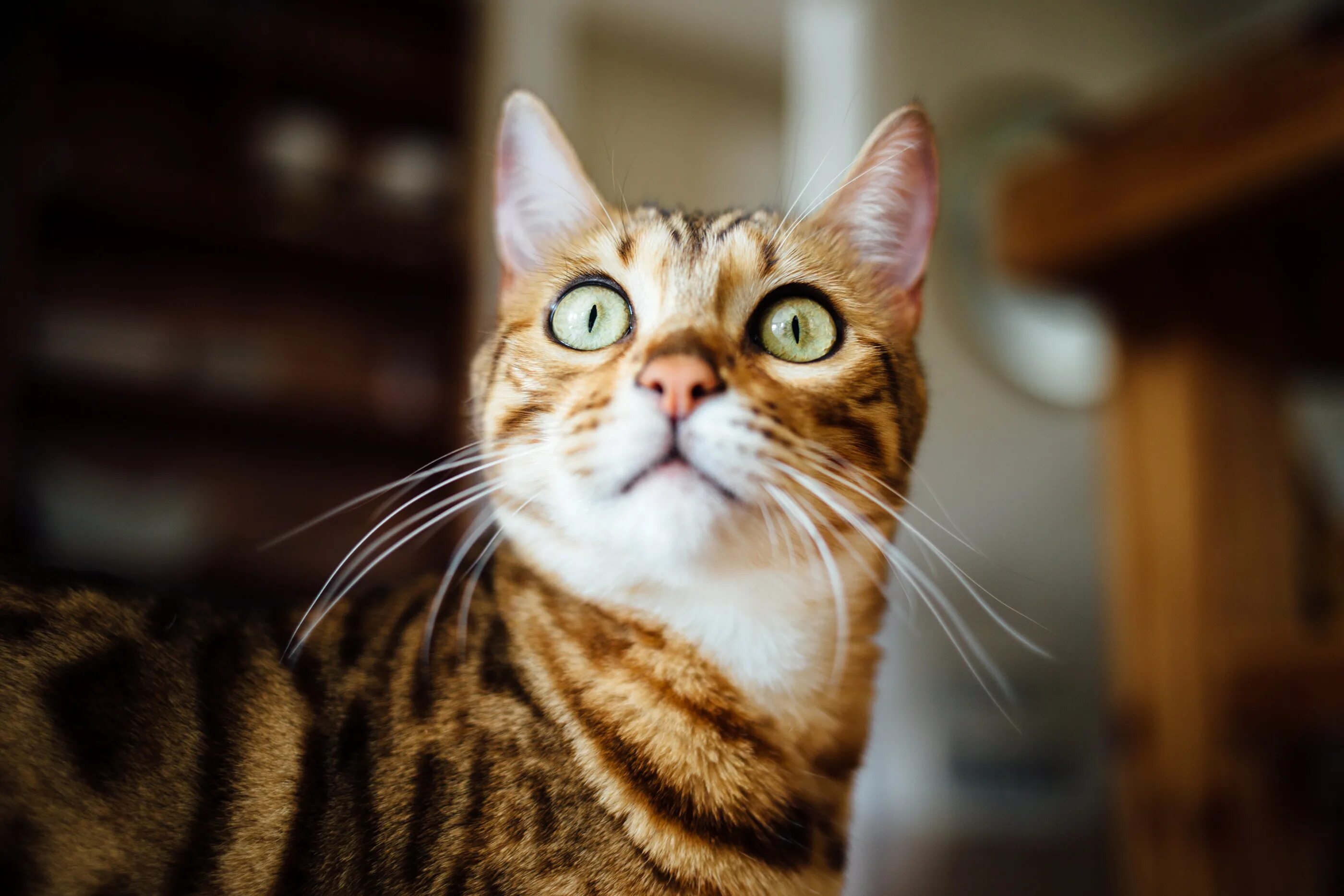 Cat most