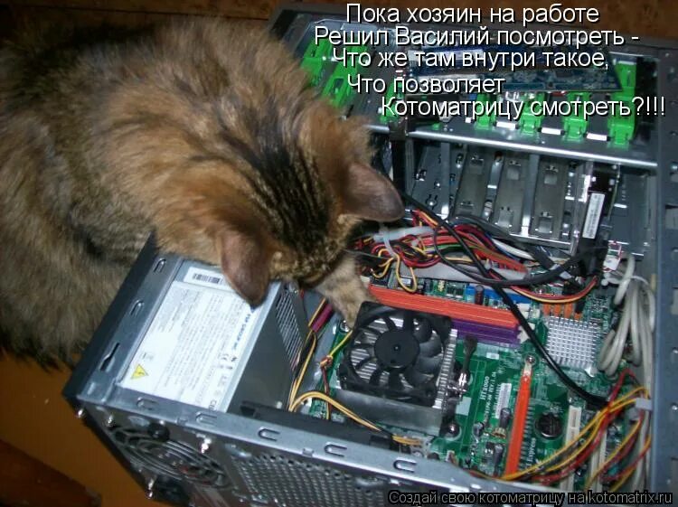 уставшая собака. уработалась картинки смешные. работа на хозяина. демотиваторы про котов. офисные крысы фото приколы.