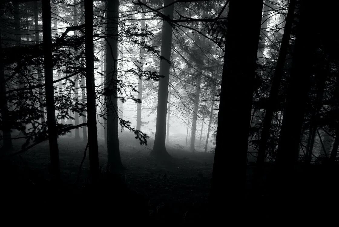 Самый черный лес. Темный лес. Мрачный лес. Черно белый лес. Черный мрачный лес.