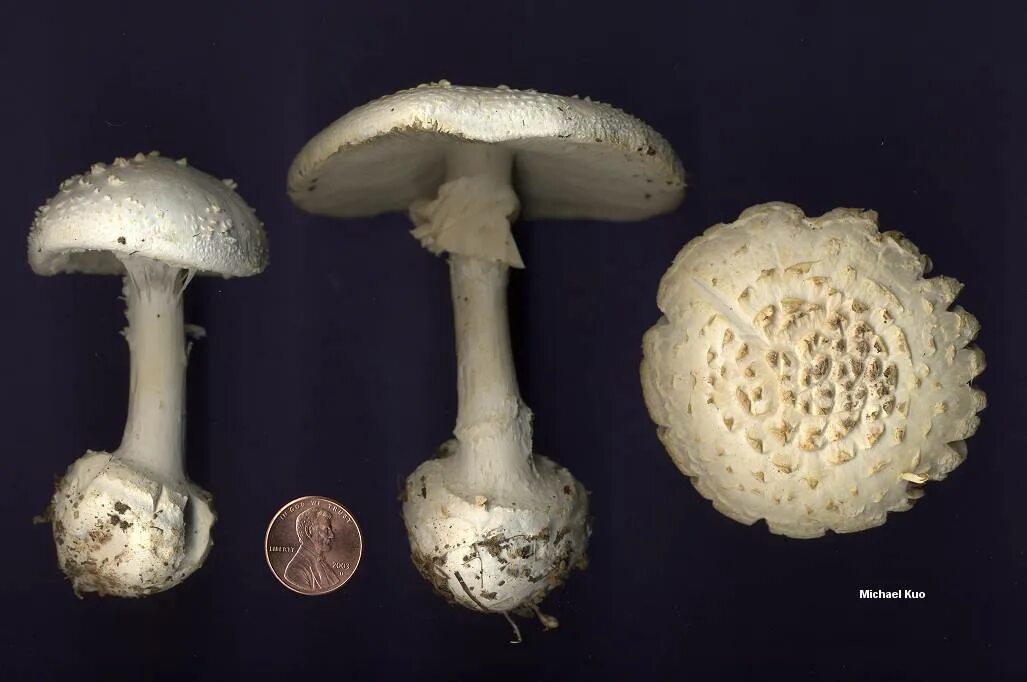 Amanita abrupta мухомор. Amanita abrupta мухомор. Amanita abrupta картинки. Amanita abrupta русское название. Amanita longipes.