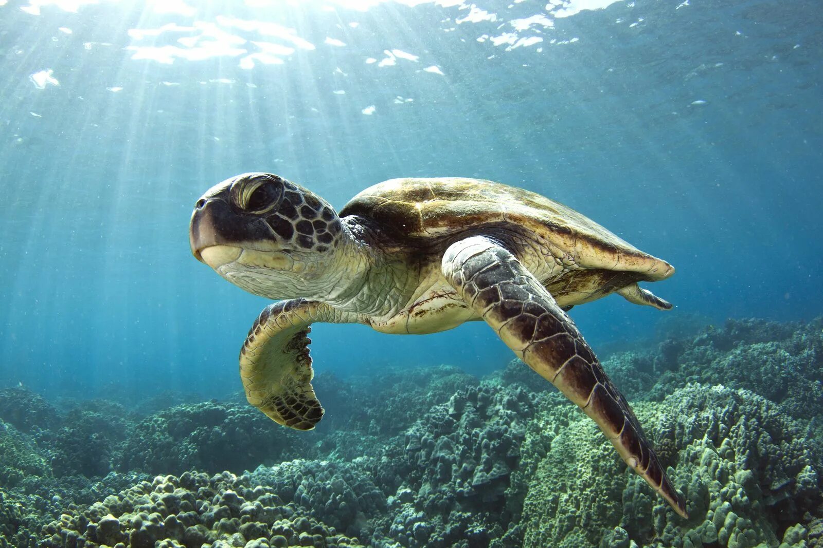 Водные животные это. Морская черепаха бисса. Черепаха Каретта (логгерхед). Бисса Каретта. Морская черепаха логгерхед.