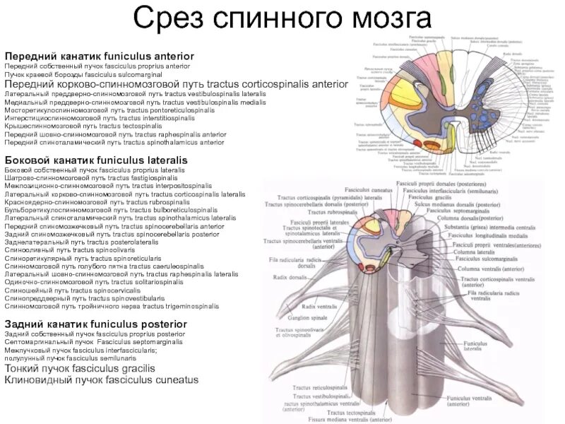 Локализация спинного мозга. Проводящие пути заднего канатика спинного мозга. Проводящие пути передних канатиков спинного мозга. Строение спинного мозга канатики. Задние канатики спинного мозга функции.