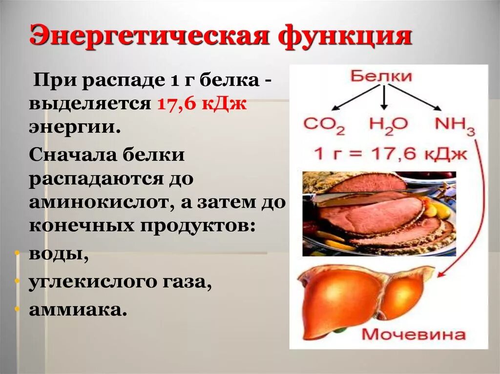 Продукты распада белка. Энергетическая функция белков. Энергетическая функция белков роль. Характеристика энергетической функции белков пример. Энергетическая функия.