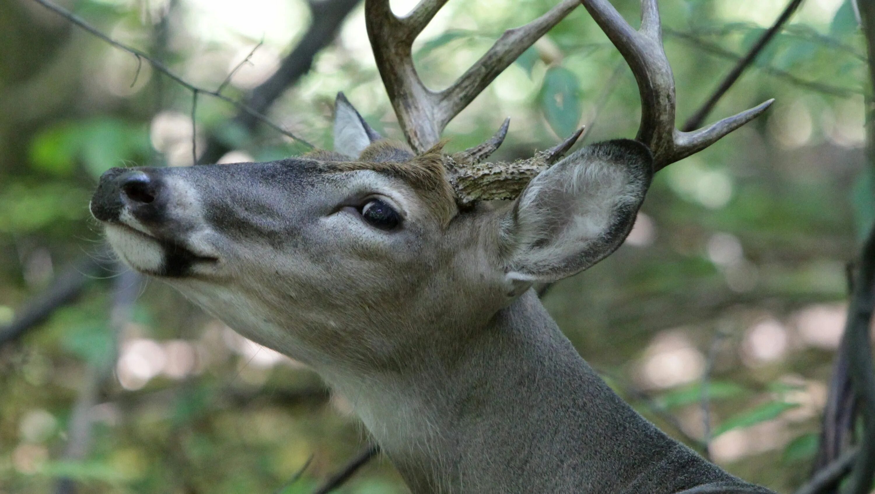 Loner Deer фото исполнителя. Deer Test avto. Deer marie