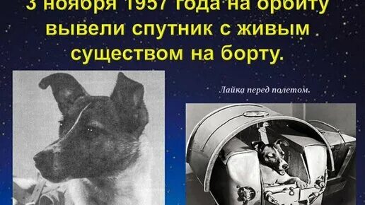 Первое живое существо совершившее космический полет. 1957 Лайка в космосе. 1957 Г. первый космический пассажир – собака лайка.. Собака лайка 1957. Первая собака космонавт лайка.
