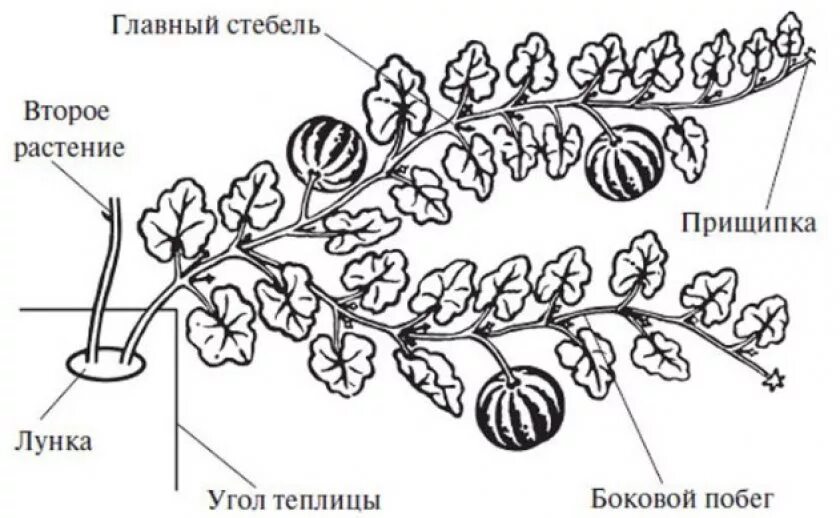 Прищипывание тыквы в открытом грунте схема. Формировка тыквы в открытом грунте схема. Прищипка арбузов в открытом грунте схема. Прищипывание арбузов в теплице схема. Стебель арбуза