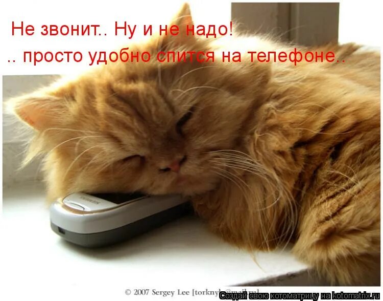 Набери картинки. Кот ждет звонка. Котик ждет звонка. Кот с телефоном. Жду звонка.