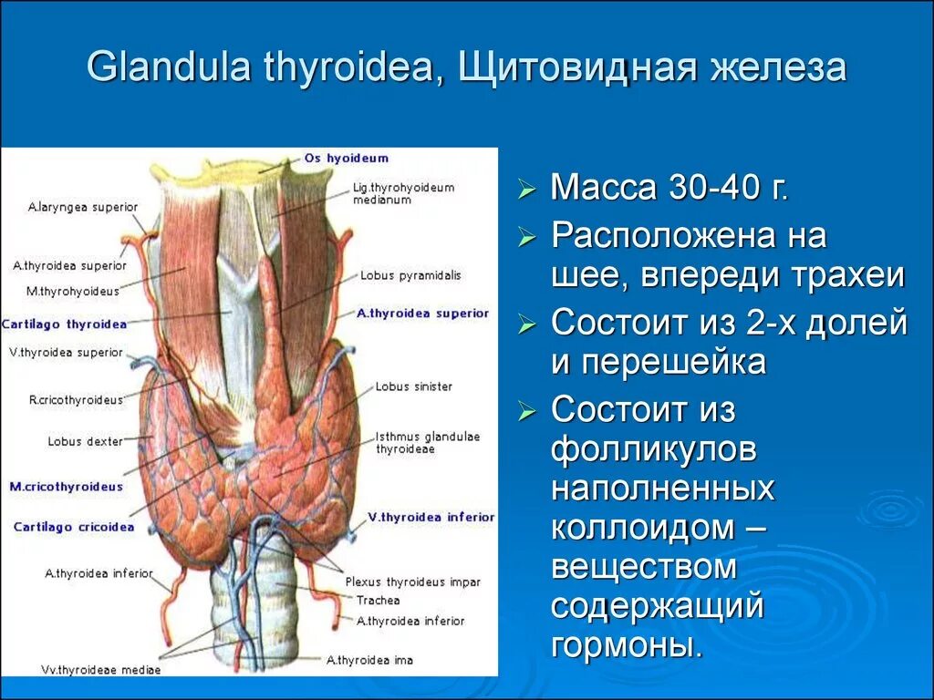 Обусловленный отсутствием железа латынь. Щитовидная железа (топография, строение, кровоснабжение, иннервация). Щитовидная железы: Анатомическое строение, топография.. Строение доли щитовидной железы. Перешеек щитовидной железы анатомия.