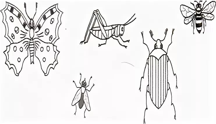 Тип симметрии майского жука. Подготовка насекомых к зиме задания для детей. Как делать насекомые рисунки. Задание по теме бабочки, Стрекозы жуки. Насекомое работающее на компетентные органы