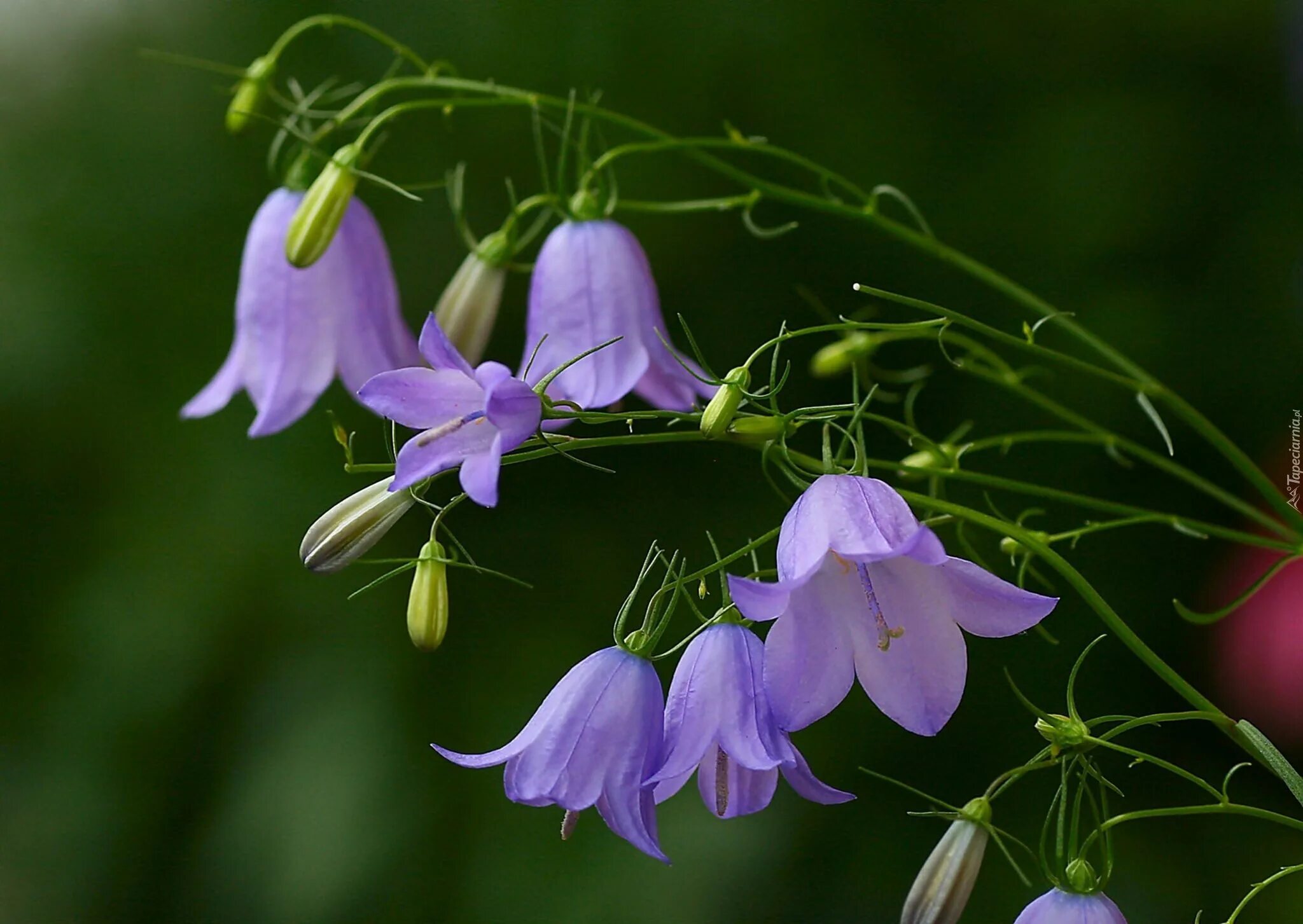 Колокольчики красивое фото. Колокольчики красивое фото. Колокольчик campanula. Колокольчик кампанула. Цветы кампанула белая, голубая.