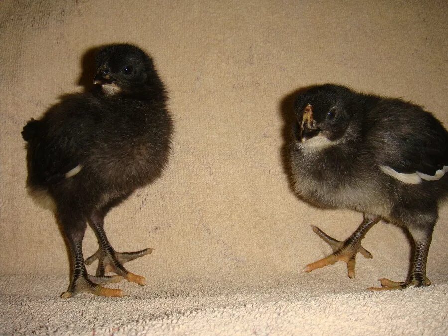 московская черная цыплята суточные. птенцы австралорп. у белой курицы черные цыплята. разные цыплята. у белой курицы черные цыплята.