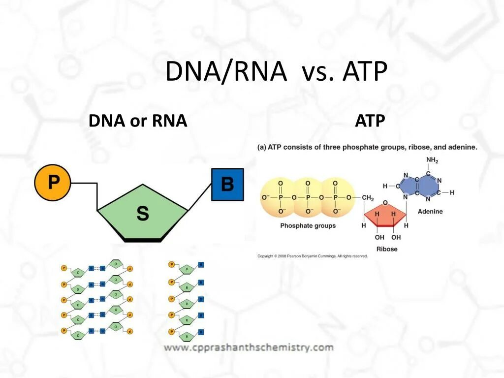 Тест днк рнк. DNA and RNA structure. ДНК И РНК. What is the DNA and RNA. Формула полиэтилентерефталата DNA RNA.