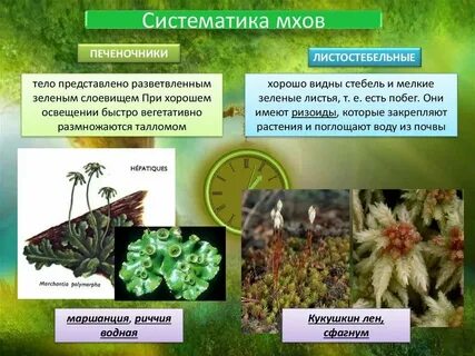 Какие вегетативные органы отсутствуют у мха