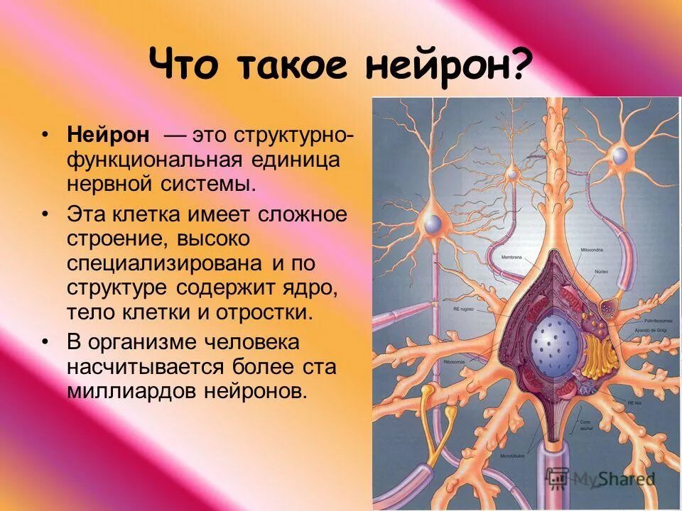 Нейрон как структурная единица нервной системы. Клетка структурно функциональная единица нервной системы. Что является структурно-функциональной единицей нервной системы. Клетка структурно функциональная единица нервной системы. Структурно функциональная единица цнс.