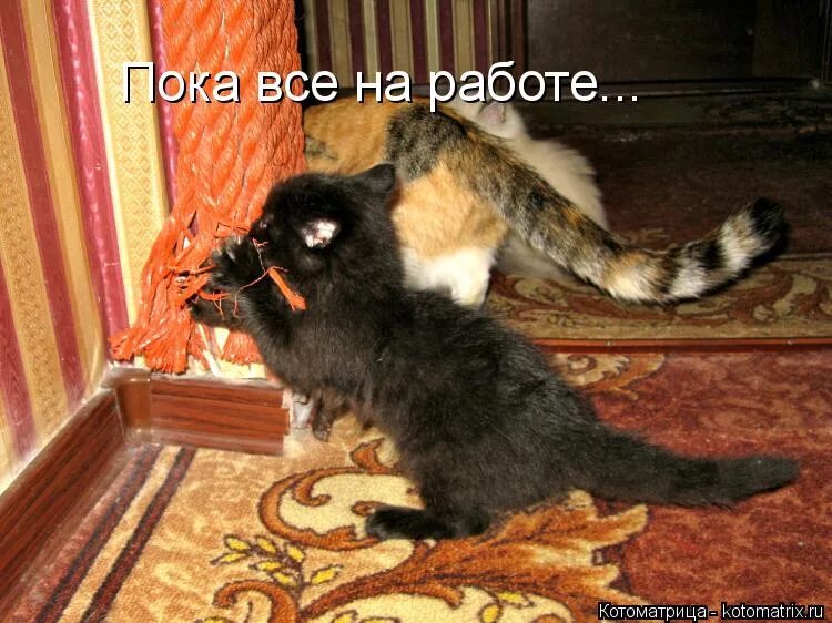 кот скучает. пока без работы. пока без работы. мотиваторы на работу смешные. безработная молодежь в россии.