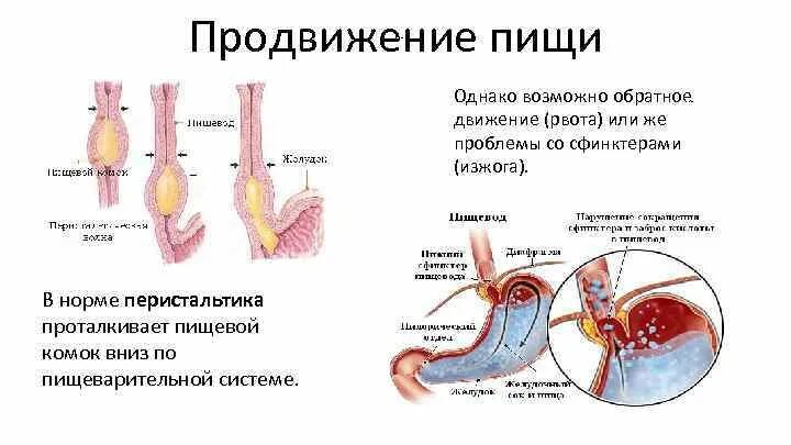 Последовательность поступления пищи в пищевод