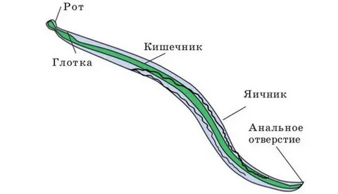 Пищеварительная система круглых и кольчатых червей